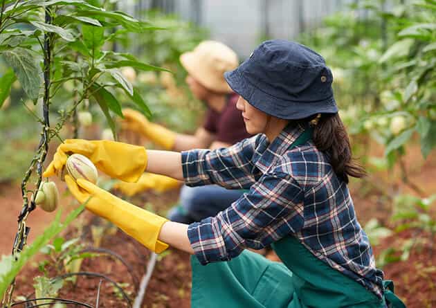 Modern Agriculture - 乐鱼